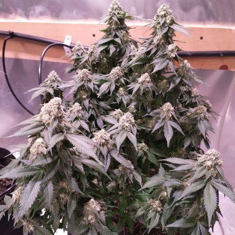 Chocaloto growlog timeline photo