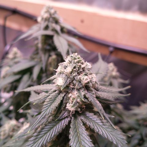 Chocaloto growlog timeline photo