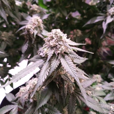 Chocaloto growlog timeline photo