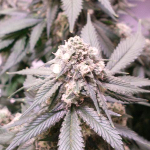 Chocaloto growlog timeline photo