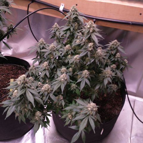 Chocaloto growlog timeline photo