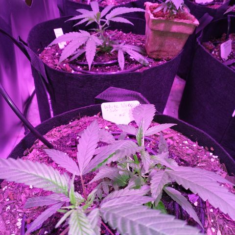 White Widow #2 growlog timeline photo