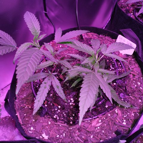 White Widow #2 growlog timeline photo