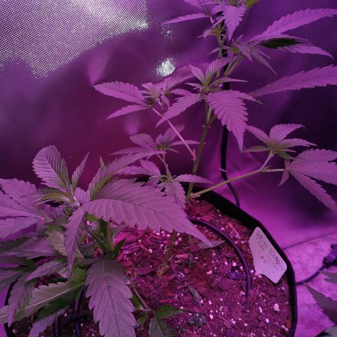 White Widow #2 growlog timeline photo