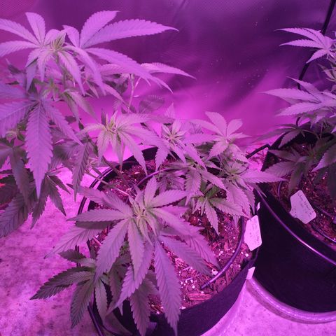 White Widow #2 growlog timeline photo