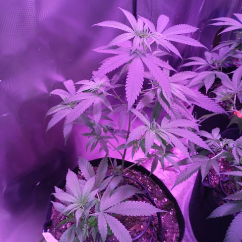 White Widow #2 growlog photo: Looking good!