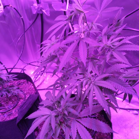 White Widow #2 growlog timeline photo
