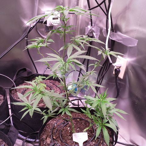 White Widow #2 growlog timeline photo
