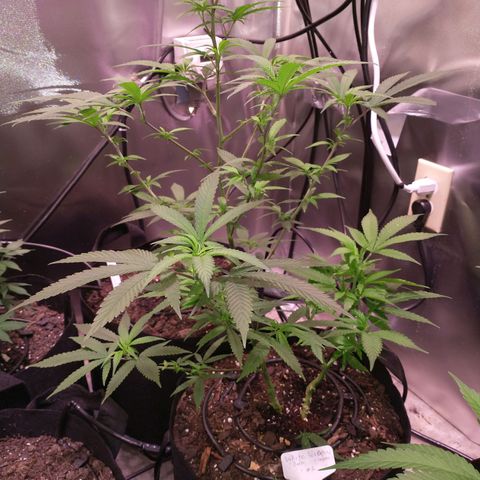 White Widow #2 growlog photo: Beautiful plant actually 2 plants! Wanted to make this my Christmas tree but I do like to smoke so, naaaa