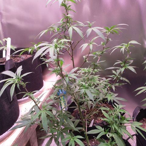 White Widow #2 growlog photo: Trimming day!
