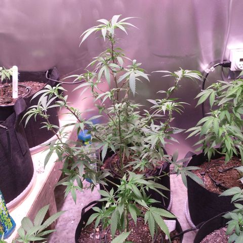 White Widow #2 growlog photo: Trimming day!