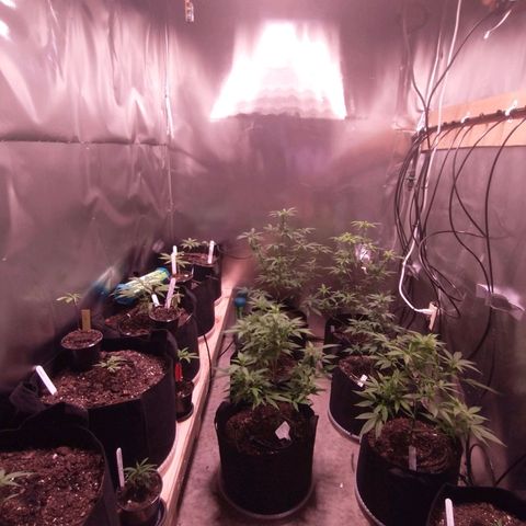 White Widow #2 growlog photo: Installed the new light, going to 2 in a month. It's not pinkish but really strong and a little more hot than the other. 