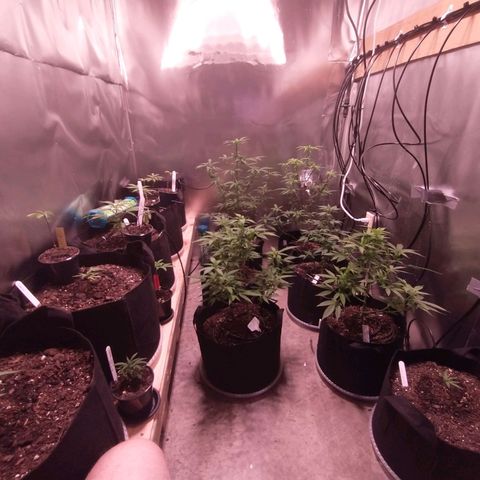 White Widow #2 growlog photo: Installed the new light, going to 2 in a month. It's not pinkish but really strong and a little more hot than the other. 
