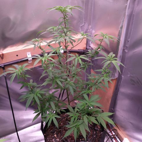 White Widow #2 growlog timeline photo