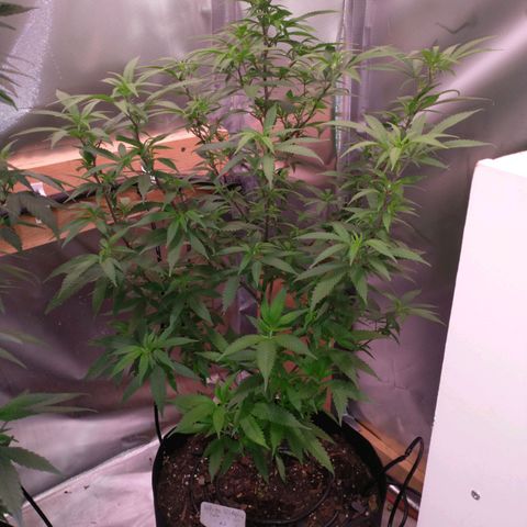 White Widow #2 growlog photo: Put in flower today. Needed to get these 2 plants #2 and #3 into this harvest