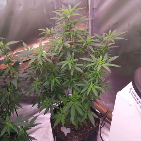 White Widow #2 growlog timeline photo