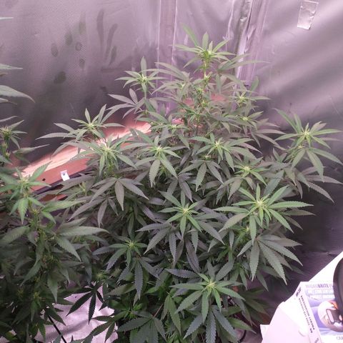 White Widow #2 growlog timeline photo