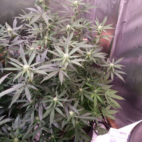 White Widow #2 growlog timeline photo