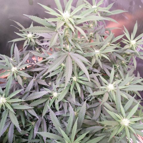White Widow #2 growlog timeline photo