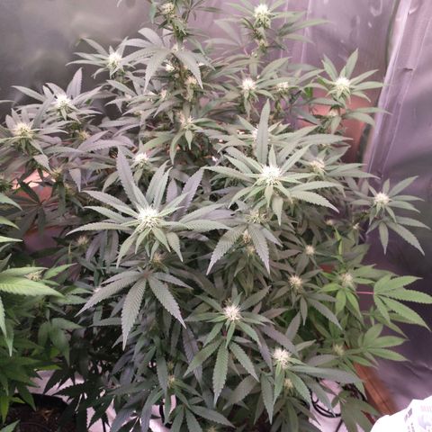 White Widow #2 growlog timeline photo