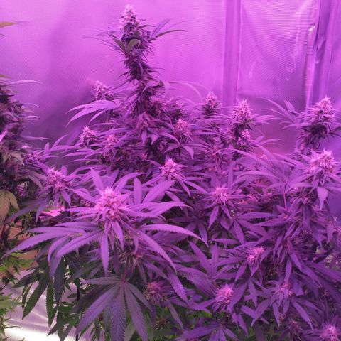 White Widow #2 growlog photo: A magestic beast!