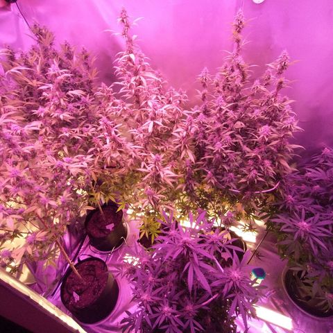 White Widow #2 growlog timeline photo
