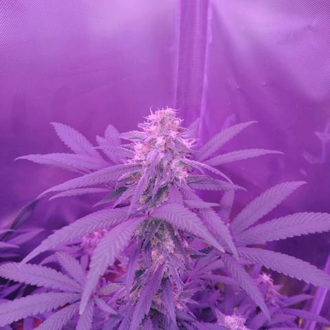 White Widow #2 growlog timeline photo