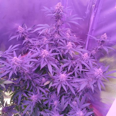 White Widow #2 growlog timeline photo
