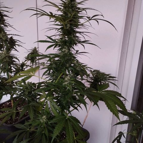 Fat Banana growlog timeline photo