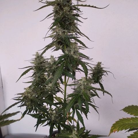 Royal Jack Automatic growlog timeline photo