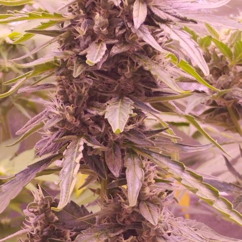 Fat Banana growlog timeline photo