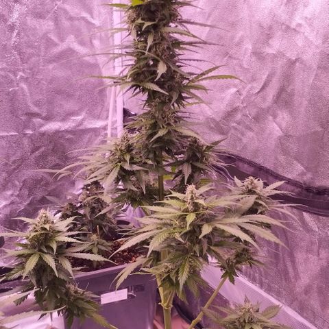 Fat Banana growlog timeline photo