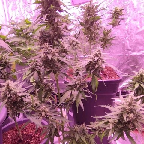 Royal Jack Automatic growlog timeline photo