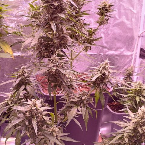 Royal Jack Automatic growlog timeline photo