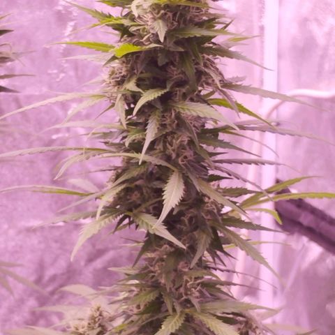 Fat Banana growlog timeline photo