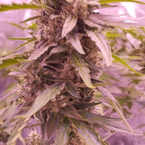 Royal Jack Automatic growlog timeline photo