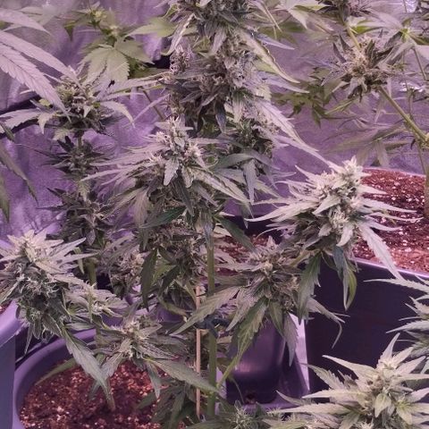 Royal Jack Automatic growlog photo: BW6