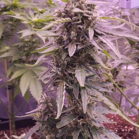 Royal Jack Automatic growlog photo: BW6
