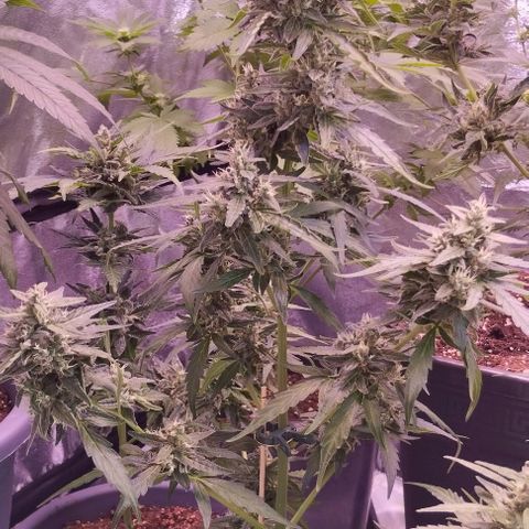 Royal Jack Automatic growlog photo: BW6