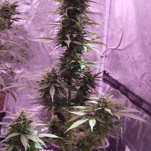 Fat Banana growlog photo: Bw4