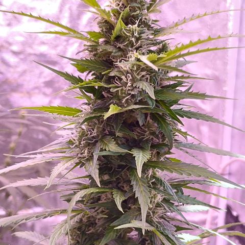 Fat Banana growlog photo: Bw4