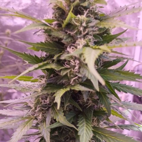 Fat Banana growlog photo: Bw4