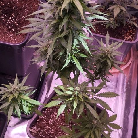 Fat Banana growlog photo: Bw4