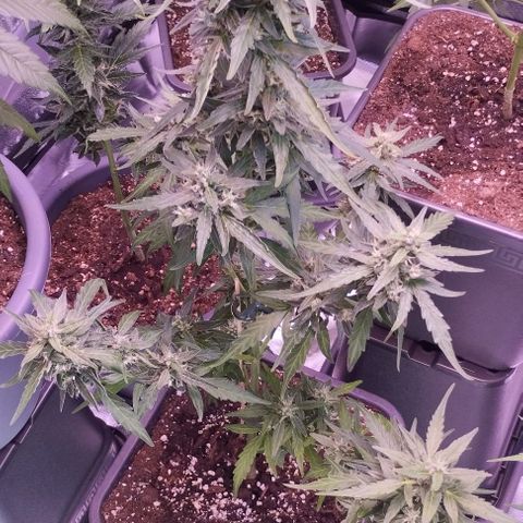 Royal Jack Automatic growlog photo: BW6