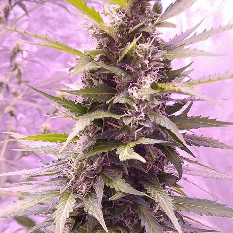 Fat Banana growlog timeline photo