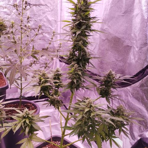 Fat Banana growlog timeline photo