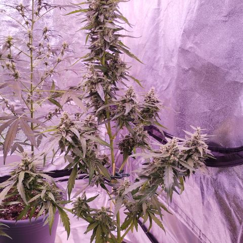 Royal Jack Automatic growlog timeline photo