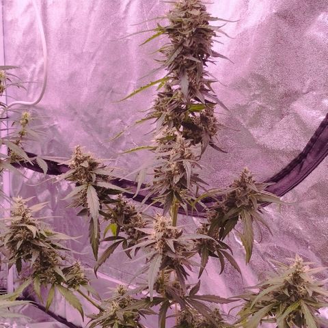Royal Jack Automatic growlog timeline photo