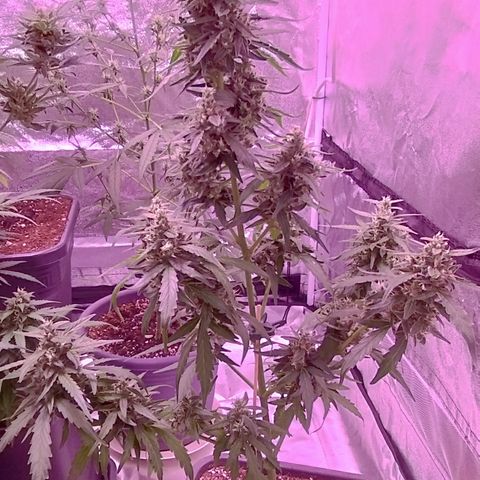 Royal Jack Automatic growlog timeline photo