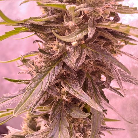 Royal Jack Automatic growlog timeline photo